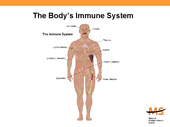 The Body’s Immune System 