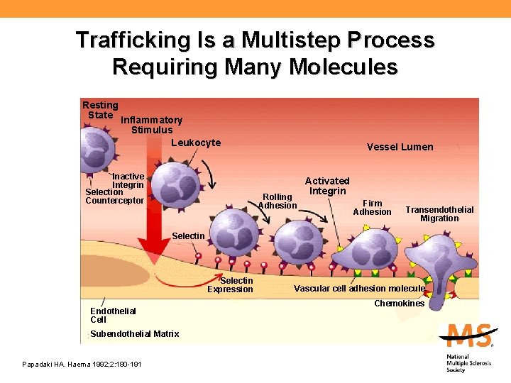 Trafficking Is a Multistep Process Requiring Many Molecules Resting State Inflammatory Stimulus Leukocyte Inactive