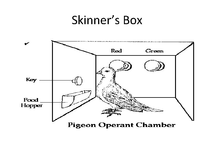 Skinner’s Box Skinner’s Box