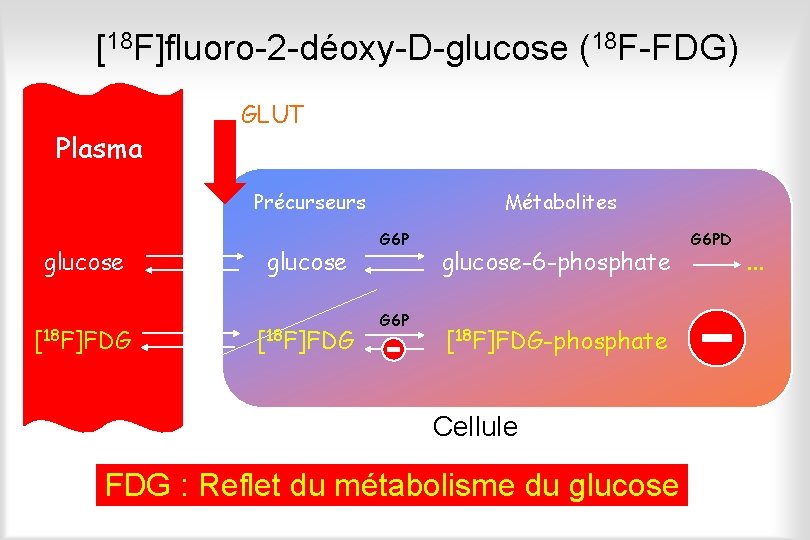 [18 F]fluoro-2 -déoxy-D-glucose (18 F-FDG) Plasma GLUT Précurseurs glucose [18 F]FDG Métabolites G 6