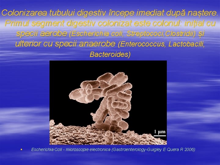 bacteroidete bacterii pierdere în greutate