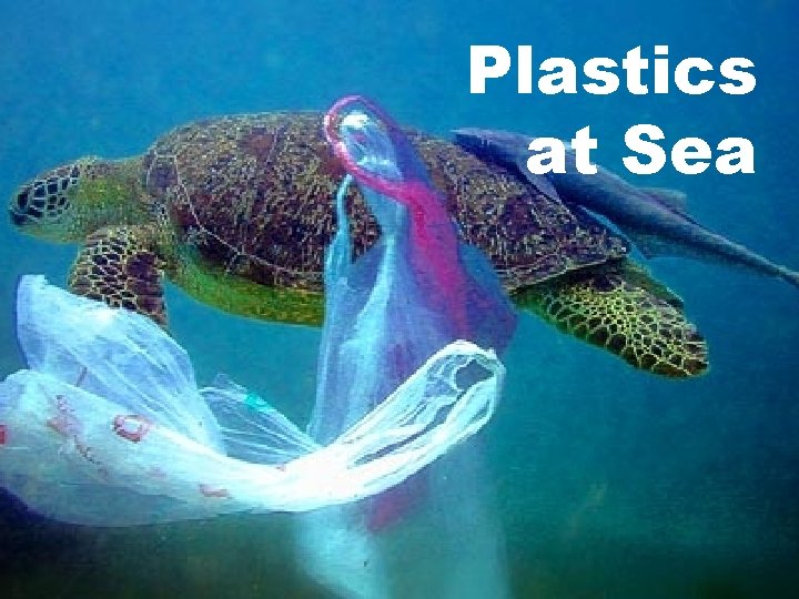 Plastics at Sea 