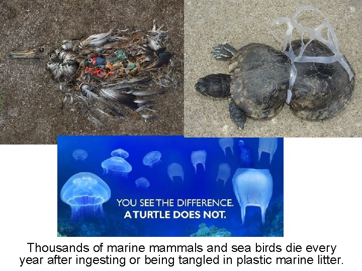 Thousands of marine mammals and sea birds die every year after ingesting or being