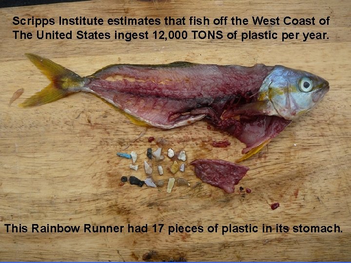 Scripps Institute estimates that fish off the West Coast of The United States ingest