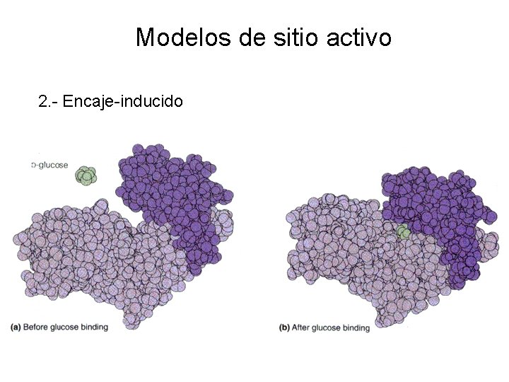 Modelos de sitio activo 2. - Encaje-inducido 