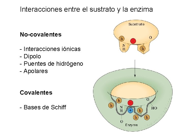 Interacciones entre el sustrato y la enzima No-covalentes - Interacciones iónicas - Dipolo -
