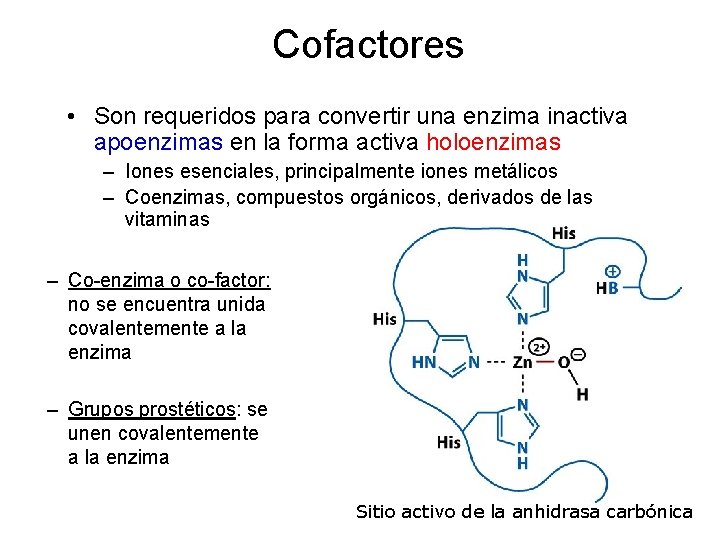 Cofactores • Son requeridos para convertir una enzima inactiva apoenzimas en la forma activa