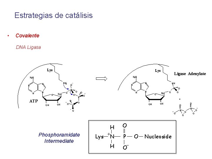 Estrategias de catálisis • Covalente DNA Ligasa Lys NH 2 N N N Ligase