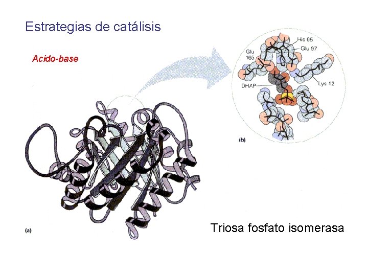 Estrategias de catálisis Acido-base Triosa fosfato isomerasa 