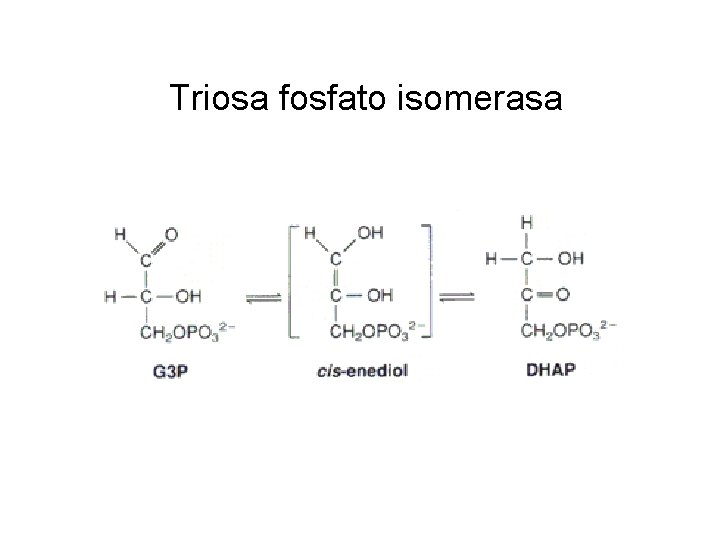 Triosa fosfato isomerasa 