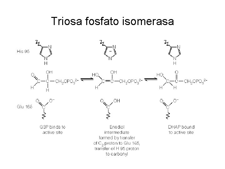 Triosa fosfato isomerasa 