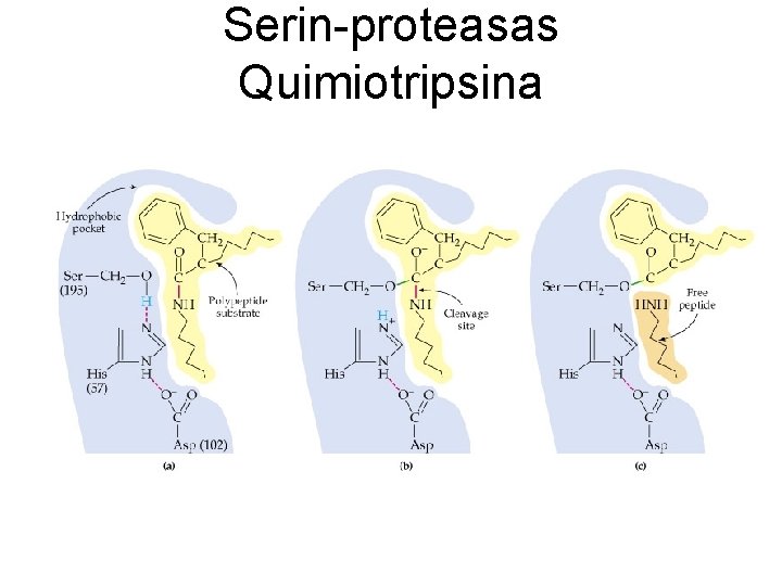 Serin-proteasas Quimiotripsina 