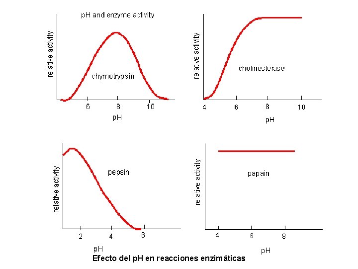 Efecto del p. H en reacciones enzimáticas 