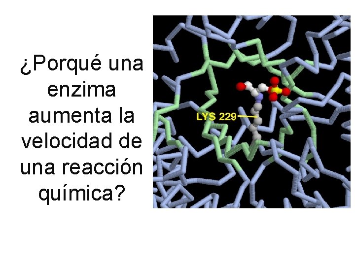 ¿Porqué una enzima aumenta la velocidad de una reacción química? 