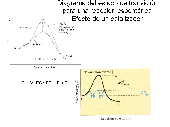 Diagrama del estado de transición para una reacción espontánea Efecto de un catalizador E