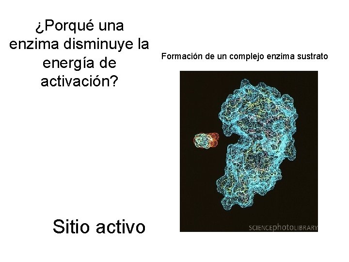 ¿Porqué una enzima disminuye la energía de activación? Sitio activo Formación de un complejo