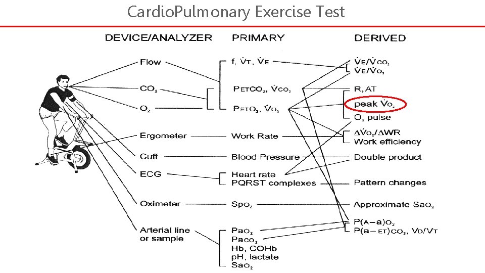 Cardio. Pulmonary Exercise Test 