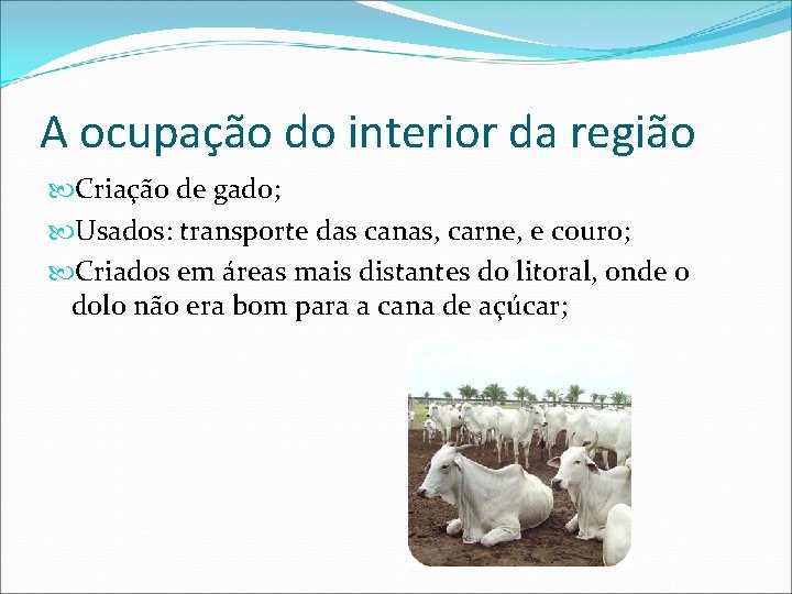 A ocupação do interior da região Criação de gado; Usados: transporte das canas, carne,