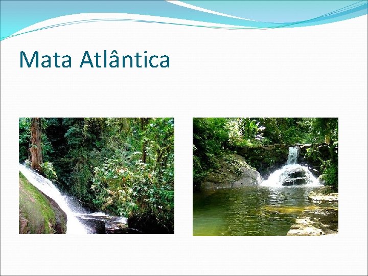 Mata Atlântica 