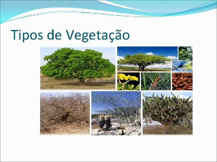 Tipos de Vegetação 