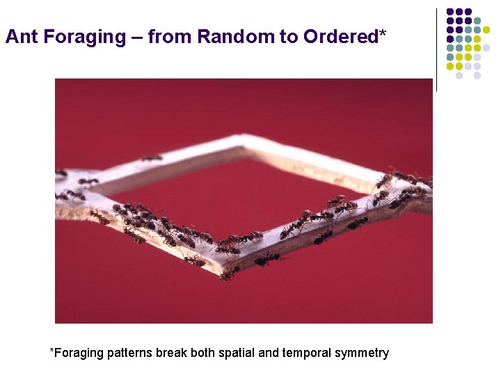Ant Foraging – from Random to Ordered* *Foraging patterns break both spatial and temporal