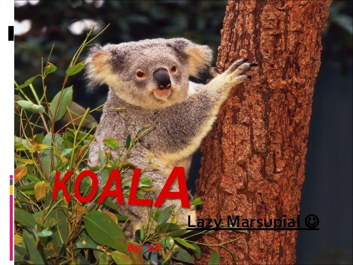 Lazy Marsupial By: LR 