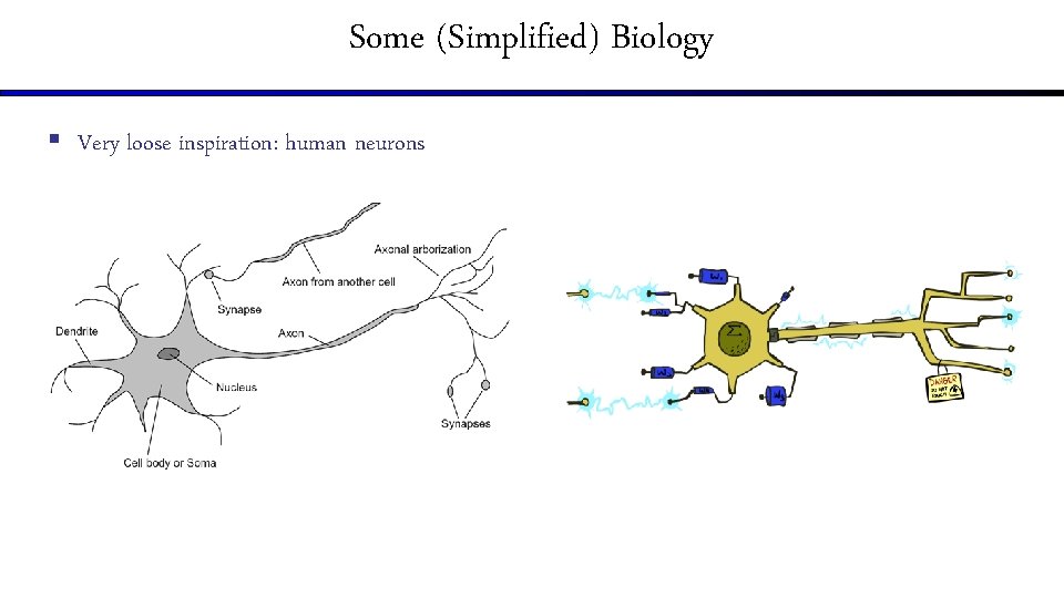Some (Simplified) Biology § Very loose inspiration: human neurons 