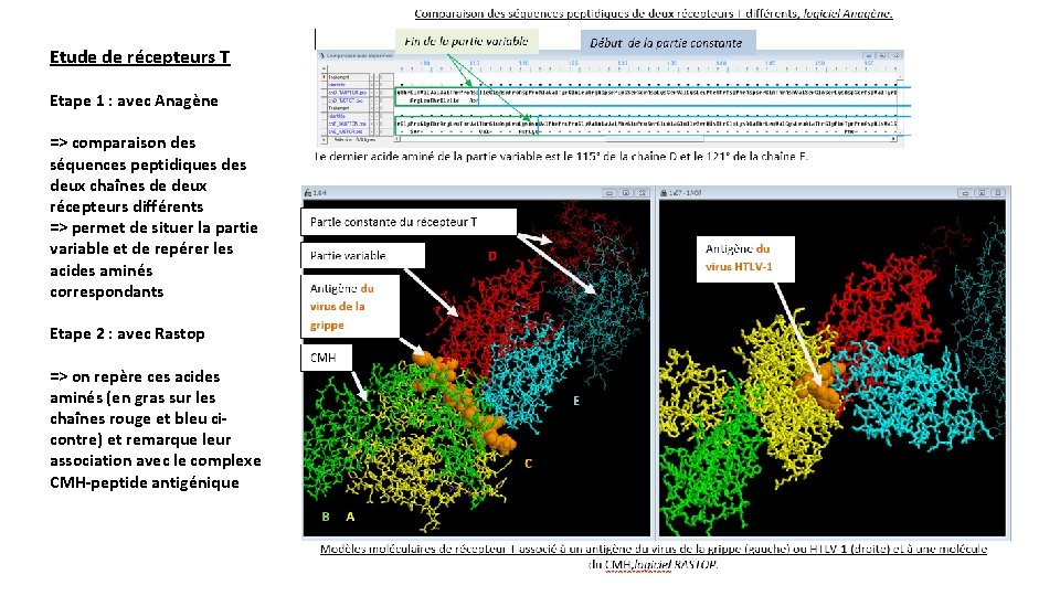 Etude de récepteurs T Etape 1 : avec Anagène => comparaison des séquences peptidiques