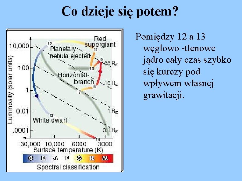Co dzieje się potem? Pomiędzy 12 a 13 węglowo -tlenowe jądro cały czas szybko