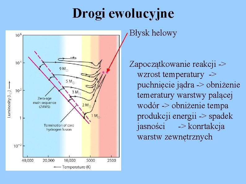 Drogi ewolucyjne Błysk helowy Zapoczątkowanie reakcji -> wzrost temperatury -> puchnięcie jądra -> obniżenie
