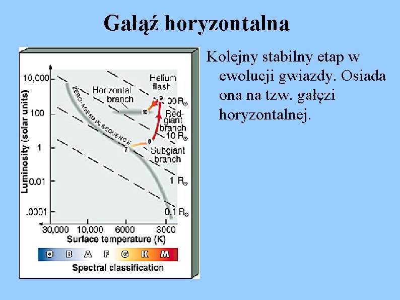 Gałąź horyzontalna Kolejny stabilny etap w ewolucji gwiazdy. Osiada ona na tzw. gałęzi horyzontalnej.