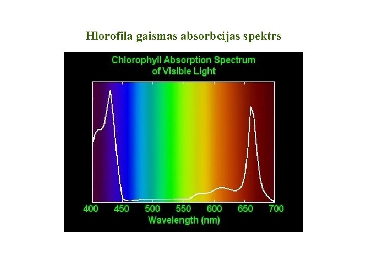 Hlorofila gaismas absorbcijas spektrs Hlorofila gaismas absorbcijas spektrs