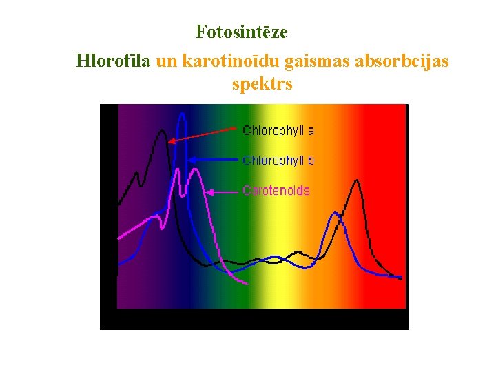 Fotosintēze Hlorofila un karotinoīdu gaismas absorbcijas spektrs 