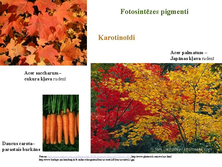 Fotosintēzes pigmenti Karotinoīdi Acer palmatum – Japānas kļava rudenī Acer saccharum– cukura kļava rudenī