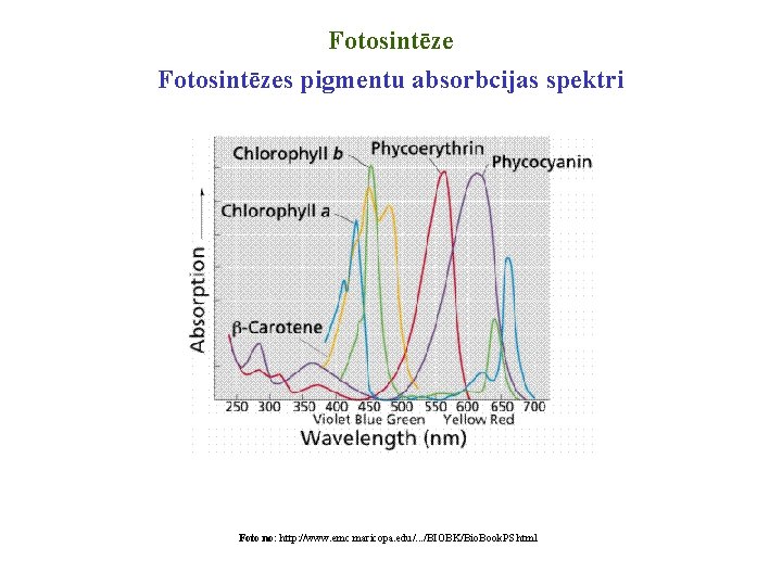 Fotosintēzes pigmentu absorbcijas spektri Foto no: http: //www. emc. maricopa. edu/. . . /BIOBK/Bio.