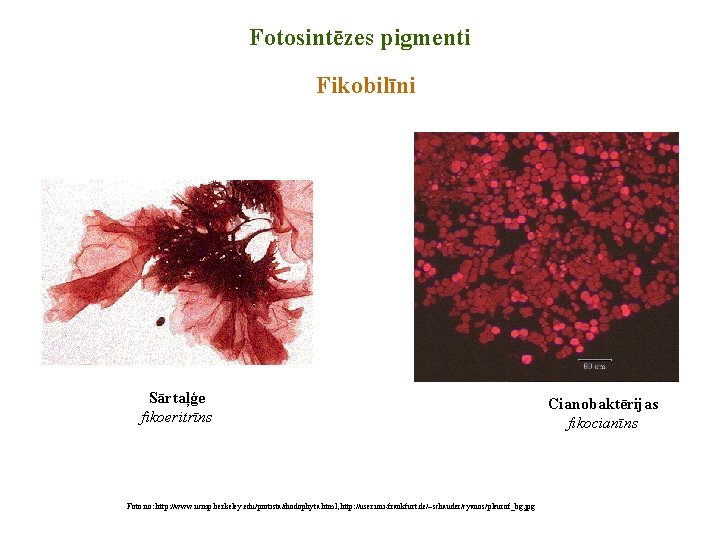 Fotosintēzes pigmenti Fikobilīni Sārtaļģe fikoeritrīns Foto no: http: //www. ucmp. berkeley. edu/protista/rhodophyta. html, http: Fotosintēzes pigmenti Fikobilīni Sārtaļģe fikoeritrīns Foto no: http: //www. ucmp. berkeley. edu/protista/rhodophyta. html, http: