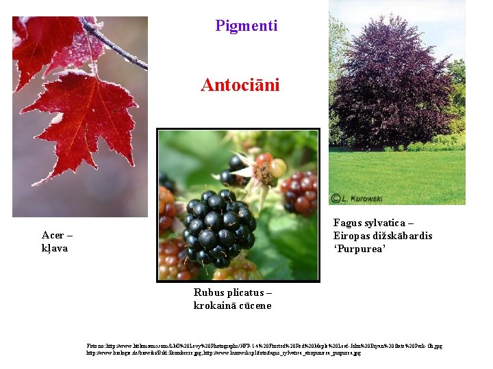 Pigmenti Antociāni Fagus sylvatica – Eiropas dižskābardis ‘Purpurea’ Acer – kļava Rubus plicatus –