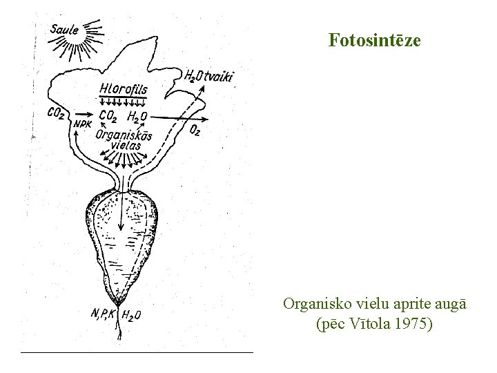 Fotosintēze Organisko vielu aprite augā (pēc Vītola 1975) 