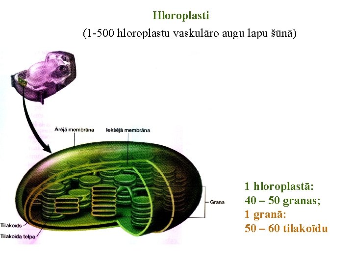 Hloroplasti (1 -500 hloroplastu vaskulāro augu lapu šūnā) 1 hloroplastā: 40 – 50 granas; Hloroplasti (1 -500 hloroplastu vaskulāro augu lapu šūnā) 1 hloroplastā: 40 – 50 granas;