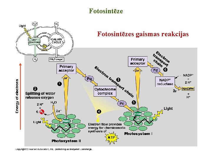 Fotosintēzes gaismas reakcijas 