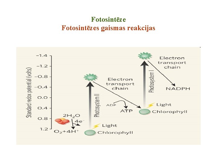 Fotosintēzes gaismas reakcijas Fotosintēzes gaismas reakcijas