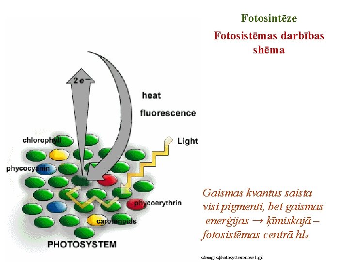 Fotosintēze Fotosistēmas darbības shēma Gaismas kvantus saista visi pigmenti, bet gaismas enerģijas → ķīmiskajā Fotosintēze Fotosistēmas darbības shēma Gaismas kvantus saista visi pigmenti, bet gaismas enerģijas → ķīmiskajā