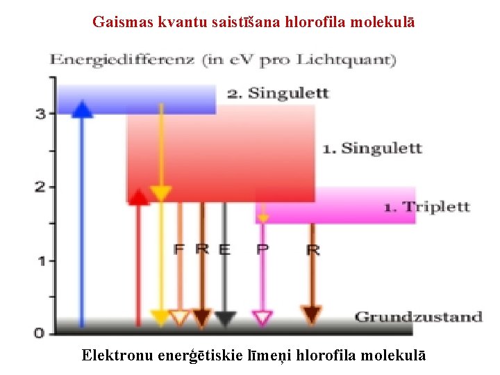 Gaismas kvantu saistīšana hlorofila molekulā Elektronu enerģētiskie līmeņi hlorofila molekulā 