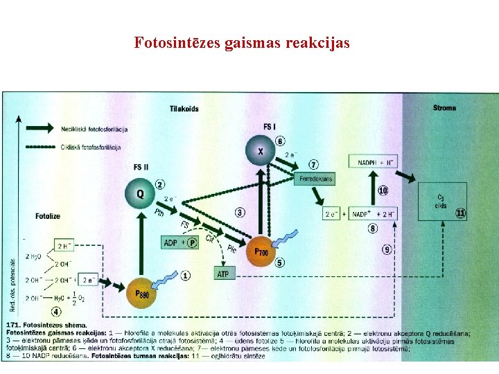 Fotosintēzes gaismas reakcijas Fotosintēzes gaismas reakcijas