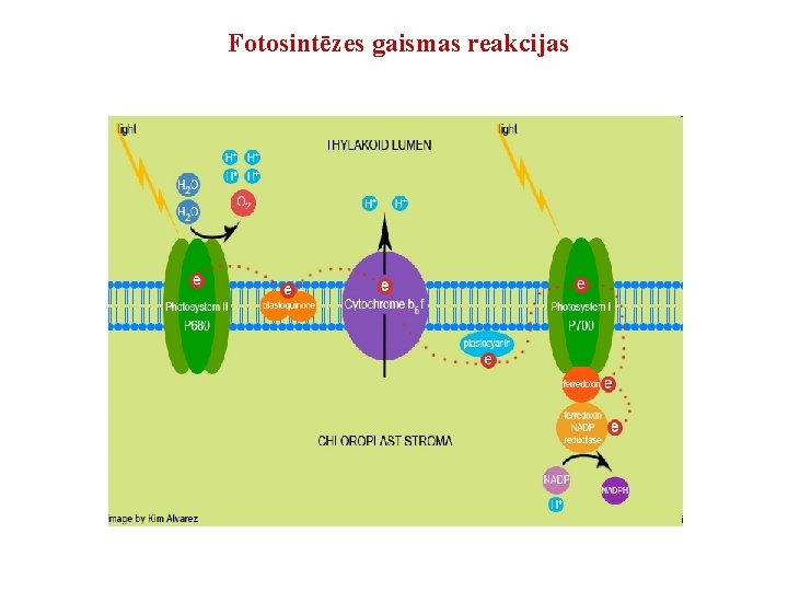 Fotosintēzes gaismas reakcijas 