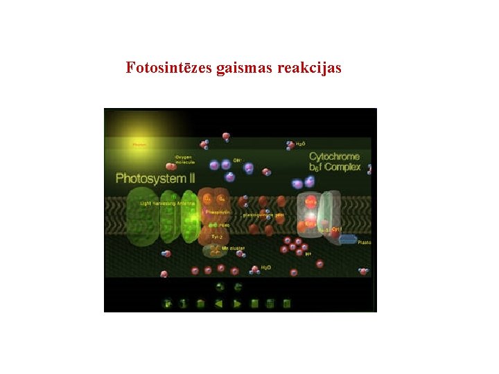 Fotosintēzes gaismas reakcijas Fotosintēzes gaismas reakcijas