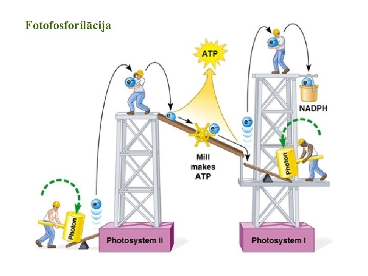 Fotofosforilācija Fotofosforilācija