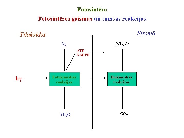 Fotosintēzes gaismas un tumsas reakcijas Stromā Tilakoīdos O 2 (CH 2 O) ATP NADPH Fotosintēzes gaismas un tumsas reakcijas Stromā Tilakoīdos O 2 (CH 2 O) ATP NADPH