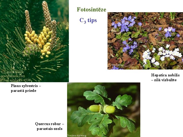 Fotosintēze C 3 tips Hepatica nobilis – zilā vizbulīte Pinus sylvestris – parastā priede Fotosintēze C 3 tips Hepatica nobilis – zilā vizbulīte Pinus sylvestris – parastā priede
