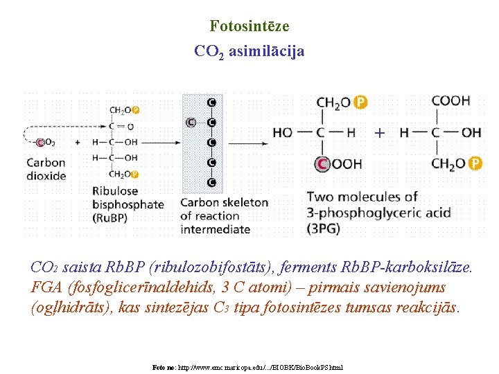 Fotosintēze CO 2 asimilācija + CO 2 saista Rb. BP (ribulozobifostāts), ferments Rb. BP-karboksilāze. Fotosintēze CO 2 asimilācija + CO 2 saista Rb. BP (ribulozobifostāts), ferments Rb. BP-karboksilāze.